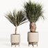 PALM PLANT SET 01 - Thumbnail 2