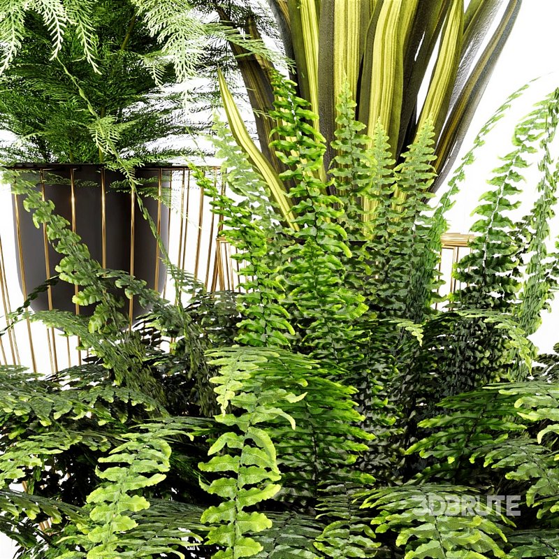 INDOOR PLANT SET 03 Image 2