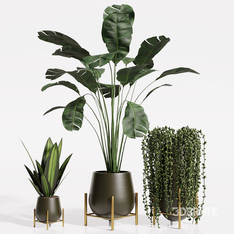 INDOOR PLANT SET 01 Image 3