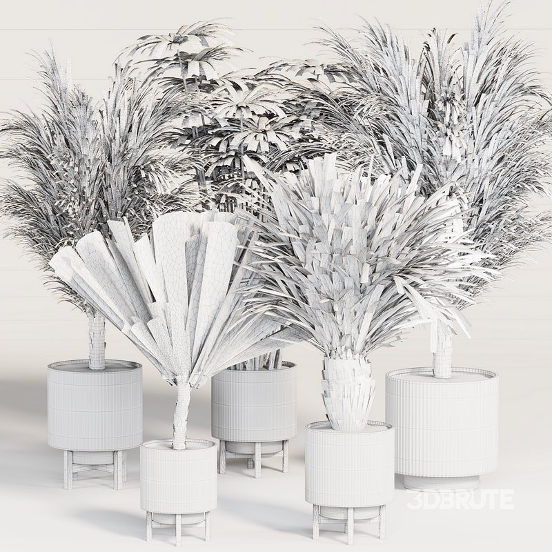 PALM PLANT SET 01 Image 4