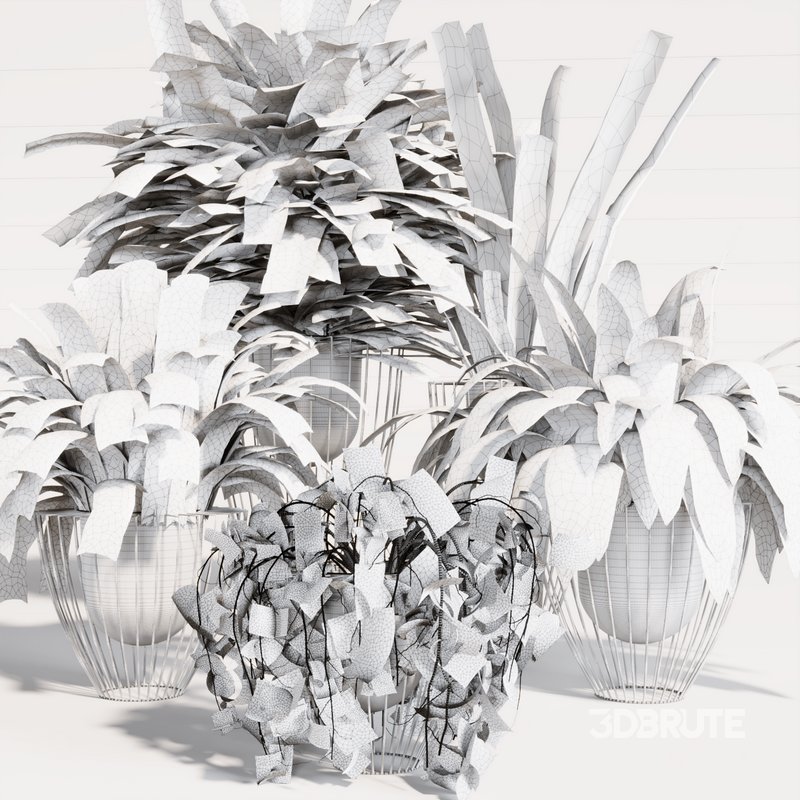 INDOOR PLANT SET 03 Image 4