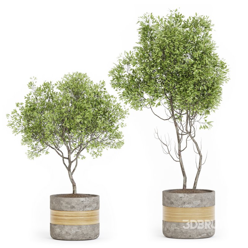 Indoor Plant Set 06 Image 1