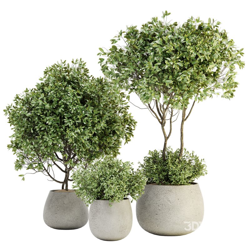 Indoor Plant Set 07 Image 1