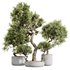 HQ HousePlants Mission Kalamata Leccino Arbequina Wilsonii Chemlali Olive Set47 - Thumbnail 1