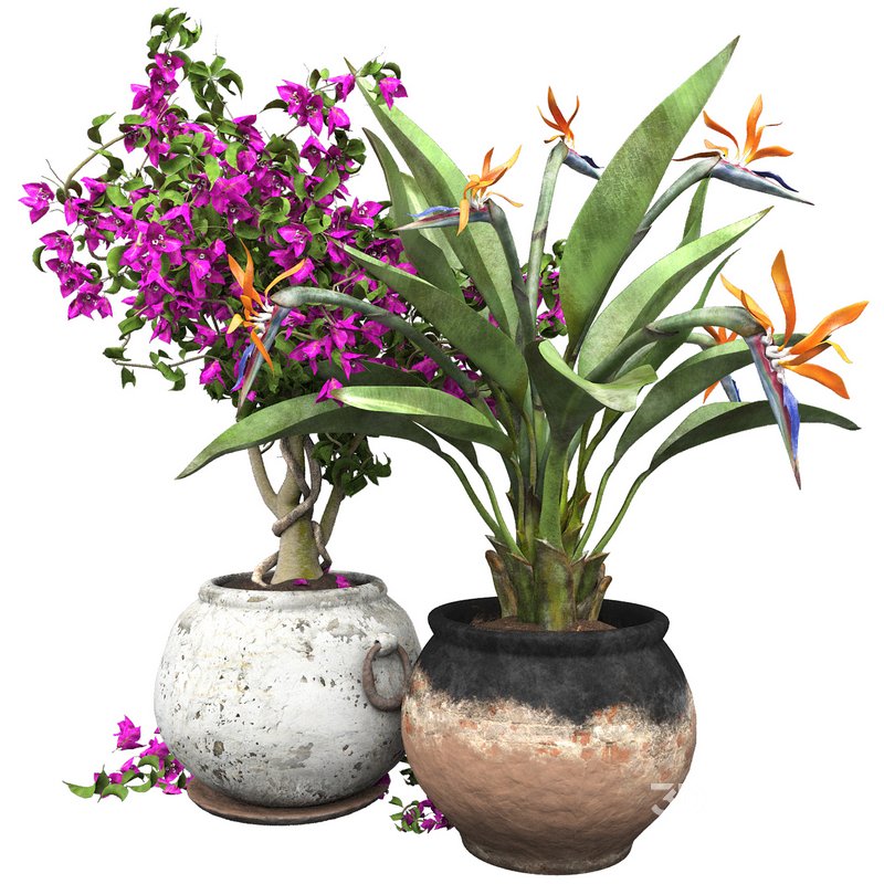 Bird of paradise flower and bougainvillea tree Image 1