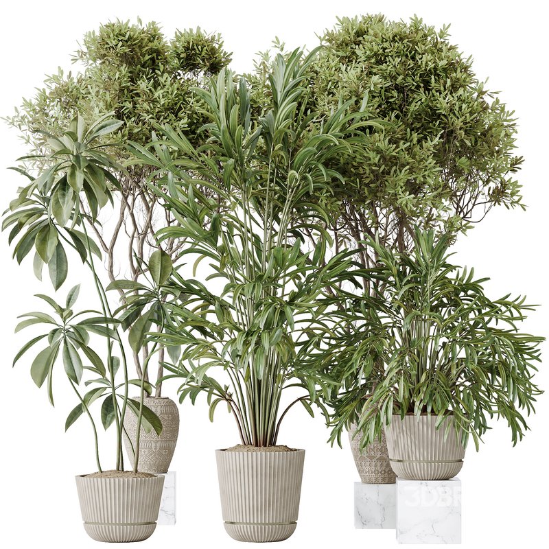 Indoor plants set 121 Dypsis Lutescens Palm and Wilsonii Chemlali Olive Image 1