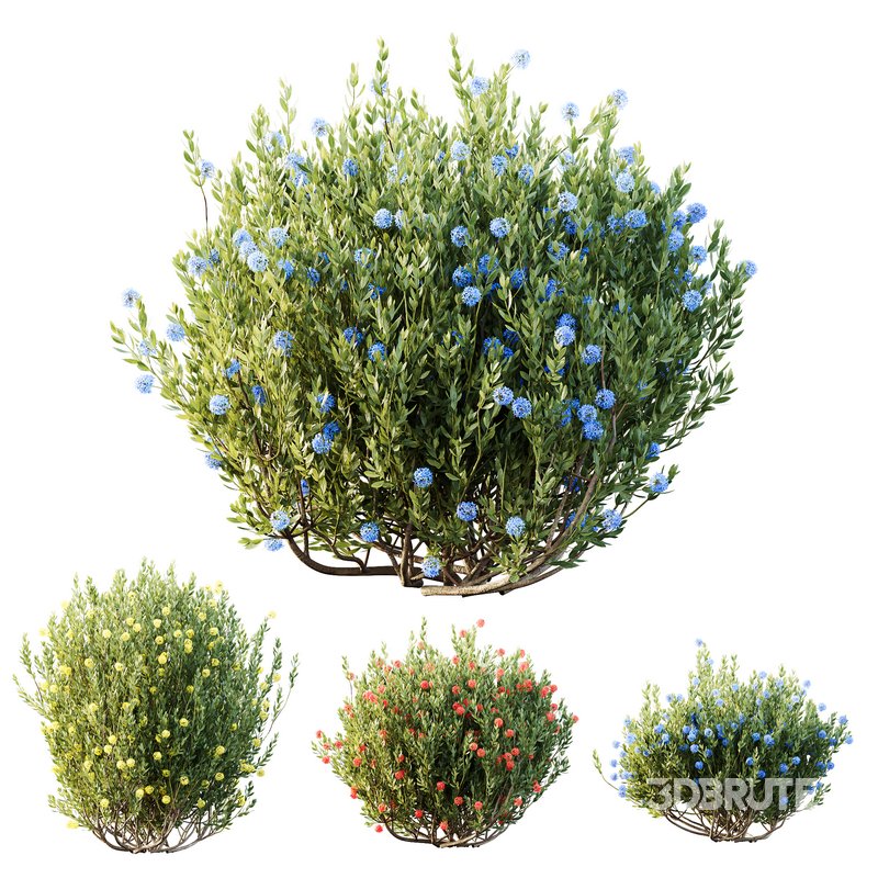 HQ Plants Ixora Jasmine Gardens Chinese Dwarf Coccinea Red Yellow Blue Set02 Image 1