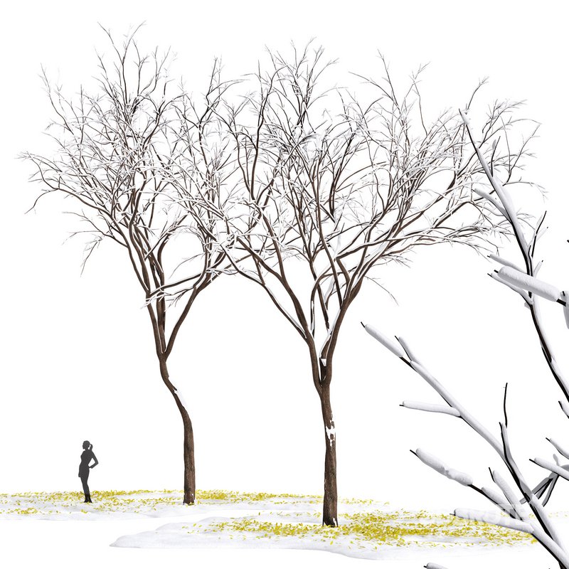 Real Tree Ulmus changii Winter Image 1