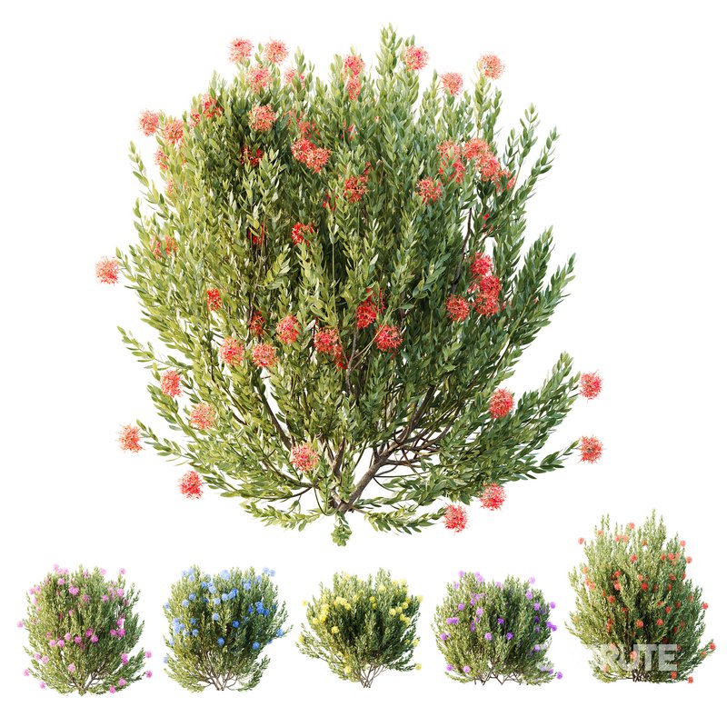 HQ Plants Ixora Jasmine Gardens Chinese Dwarf Coccinea Red Yellow Blue Image 1