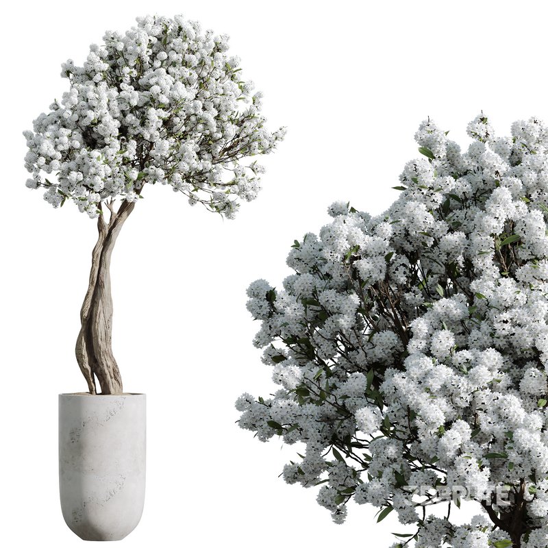 HQ HousePlants Tropez Planter Cherry Blossom Decorative Tree Image 2