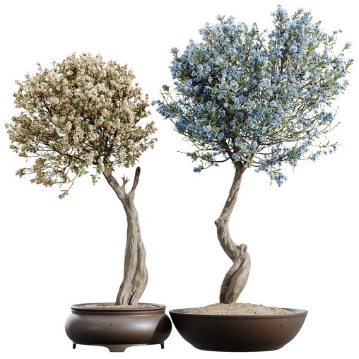 HQ HousePlants Tropez Planter Cherry Blossom Decorative Tree Color