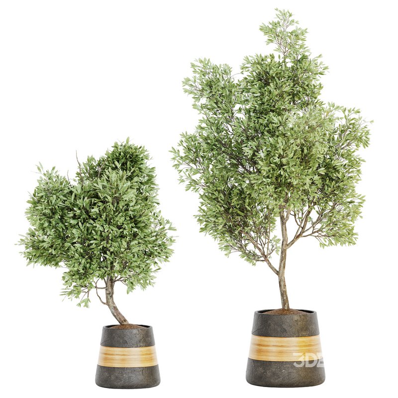 Plant Set 05 Image 1