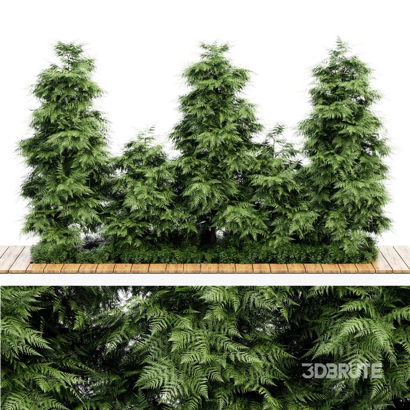 Slender Hinoki Cypress Tree Narrow Trees for Small Yards Image 1