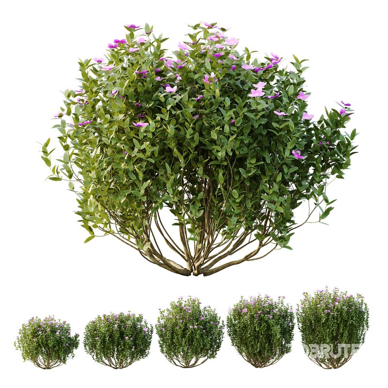 Tibouchina Semidecandra Bush 02 Image 1