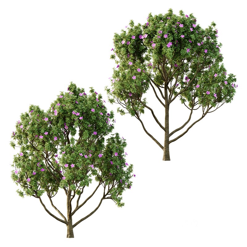 Tibouchina Semidecandra Tree11 Image 3