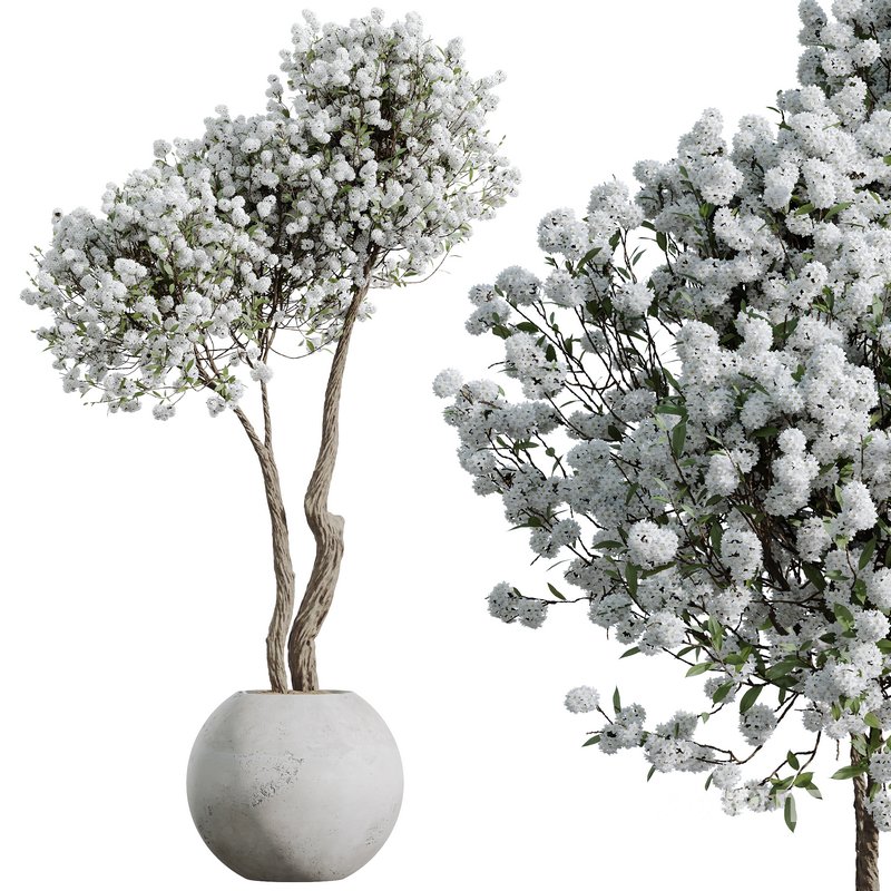 HQ HousePlants Tropez Planter Cherry Blossom Decorative Tree02 Image 3