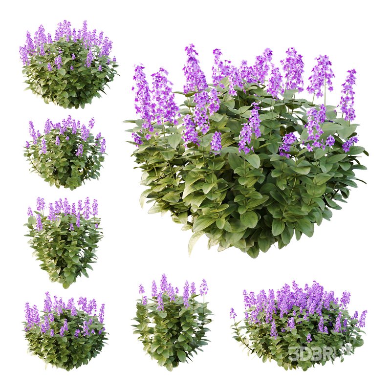 Tibouchina Semidecandra Bush 07 Image 1