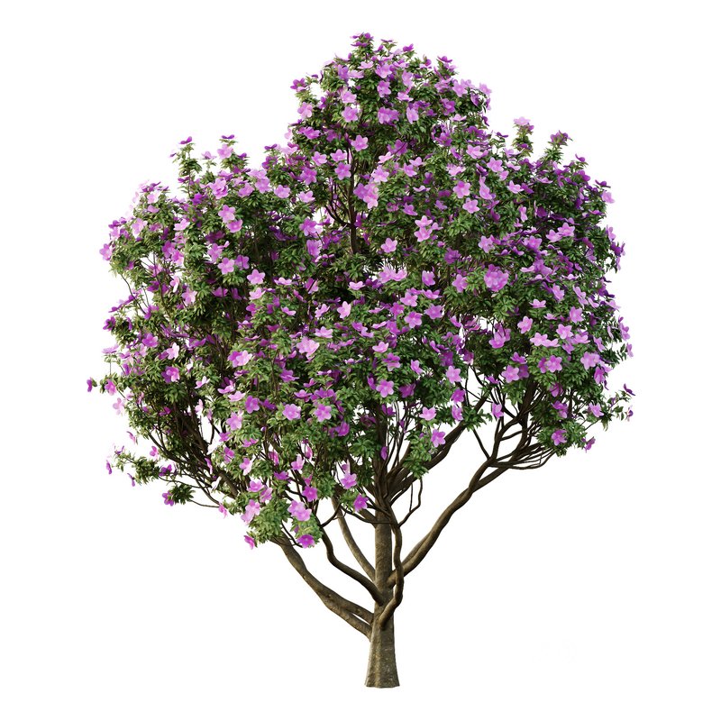 Tibouchina Semidecandra Tree10 Image 1