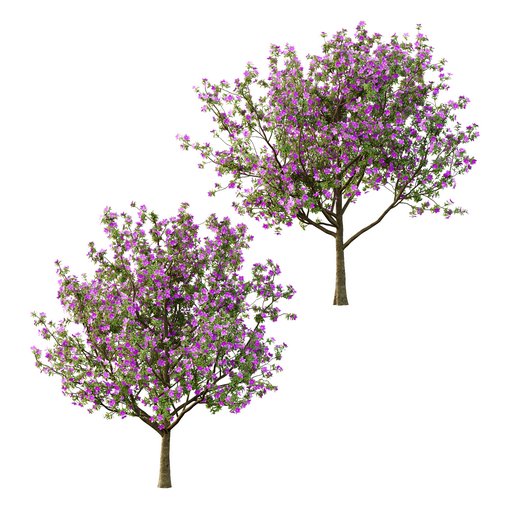 Tibouchina Semidecandra Tree04