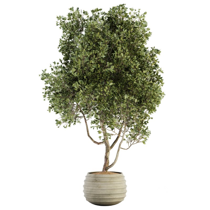 Indoor Plant Set 09 Image 1