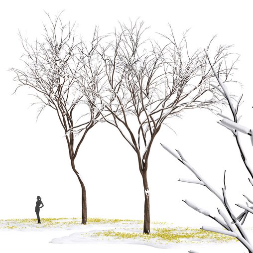 Real Tree Ulmus changii Winter