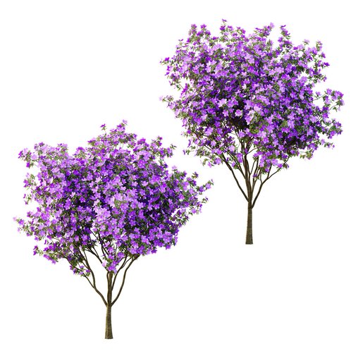 Tibouchina Semidecandra Tree03