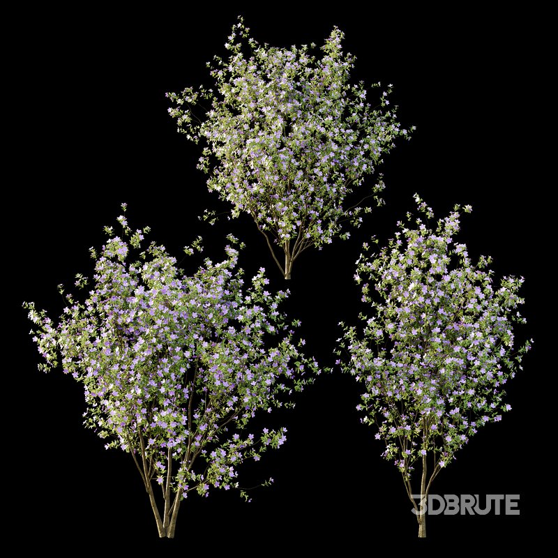 Tibouchina Semidecandra Tree01 Image 4