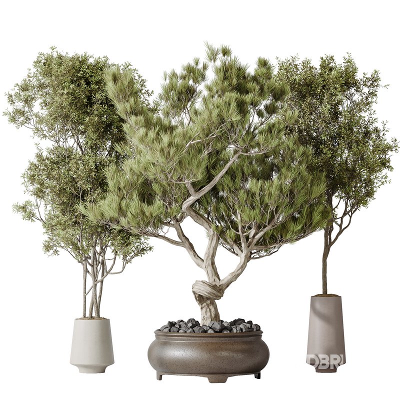 Indoor plants set 117 Bonsai Pinus Pentaphylla Thunbergii and Mission Kalamata Wilsonii Olive Image 1