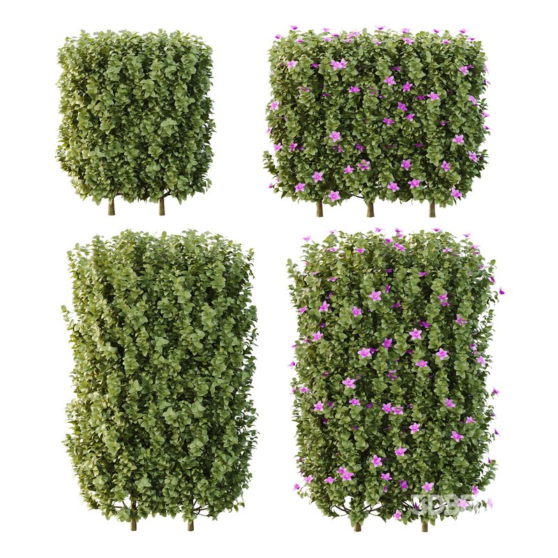 Tibouchina Semidecandra Bush 06 Image 1