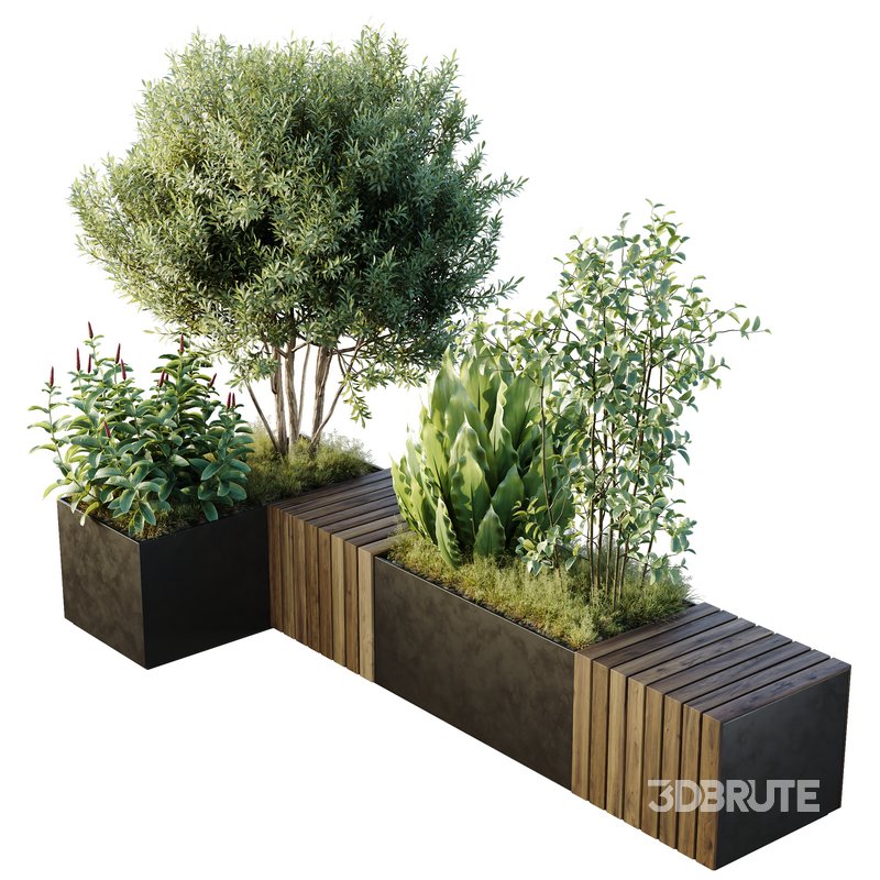 HQ Outdoor Plants Wilsonii Chemlali Olive Bench Set011 Image 1