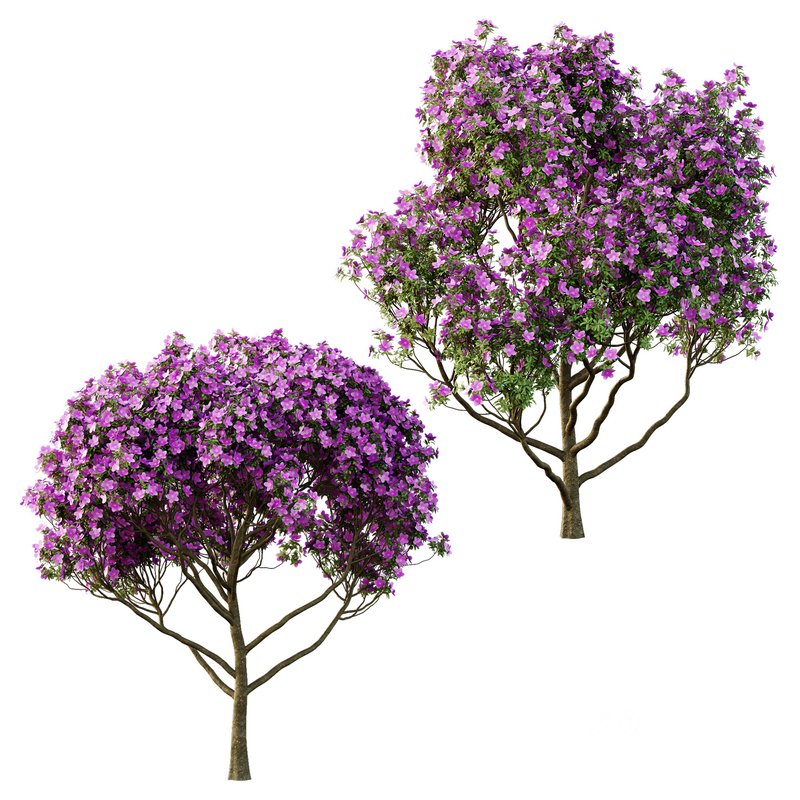 Tibouchina Semidecandra Tree05 Image 3