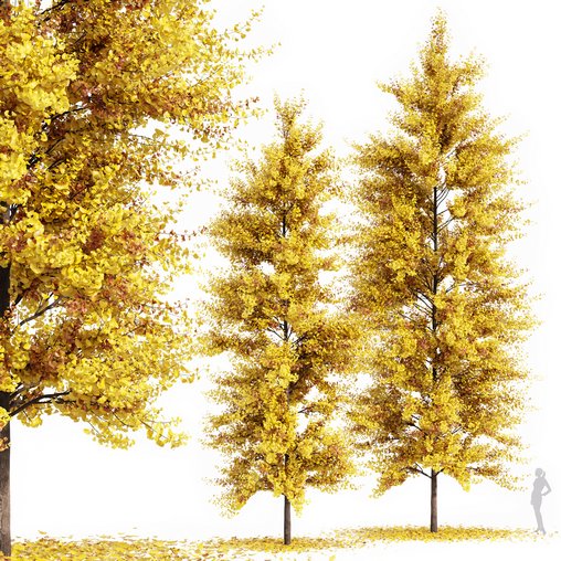 Real Tree Maidenhair Ginkgo Biloba Fall