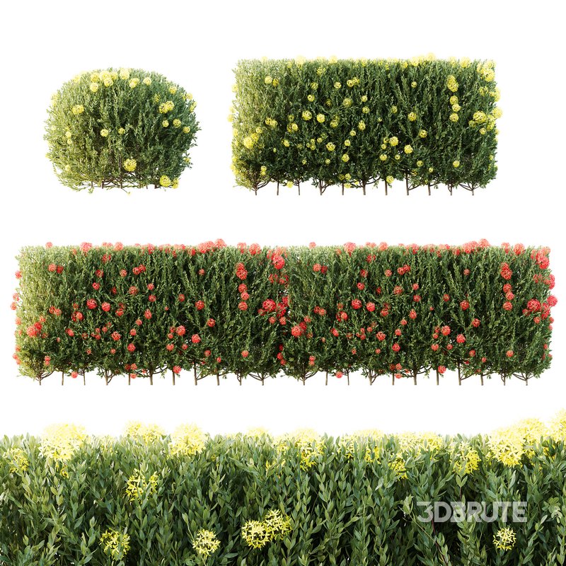 HQ Plants Ixora Jasmine Gardens Chinese Dwarf Coccinea Red Yellow Box Image 1