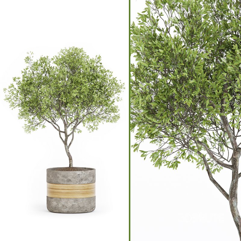 Indoor Plant Set 06 Image 3