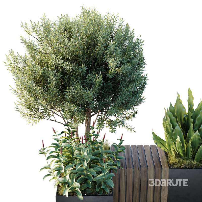 HQ Outdoor Plants Wilsonii Chemlali Olive Bench Set011 Image 4