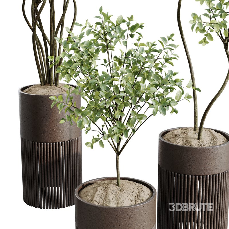HQ HousePlants Beech Olea Europaea Olive Eucalyptu Joyplants Mini Fig Set04 Image 4