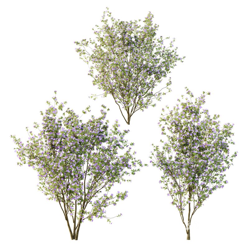 Tibouchina Semidecandra Tree01 Image 2