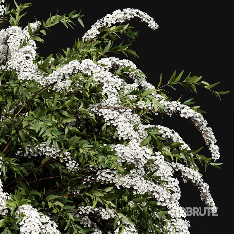 Spiraea cinerea 3 Material Grefsheim flowering shrub Image 4