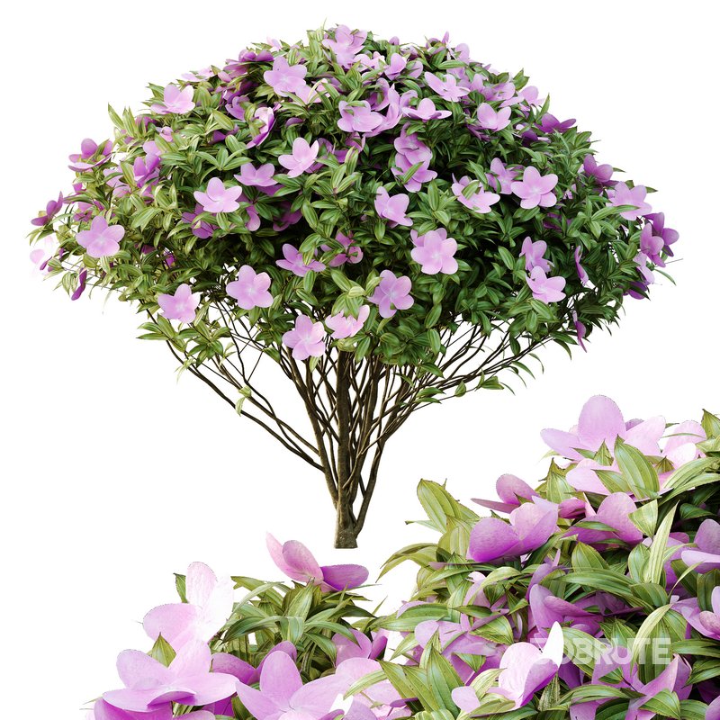 Tibouchina Semidecandra Bush 01 Image 3