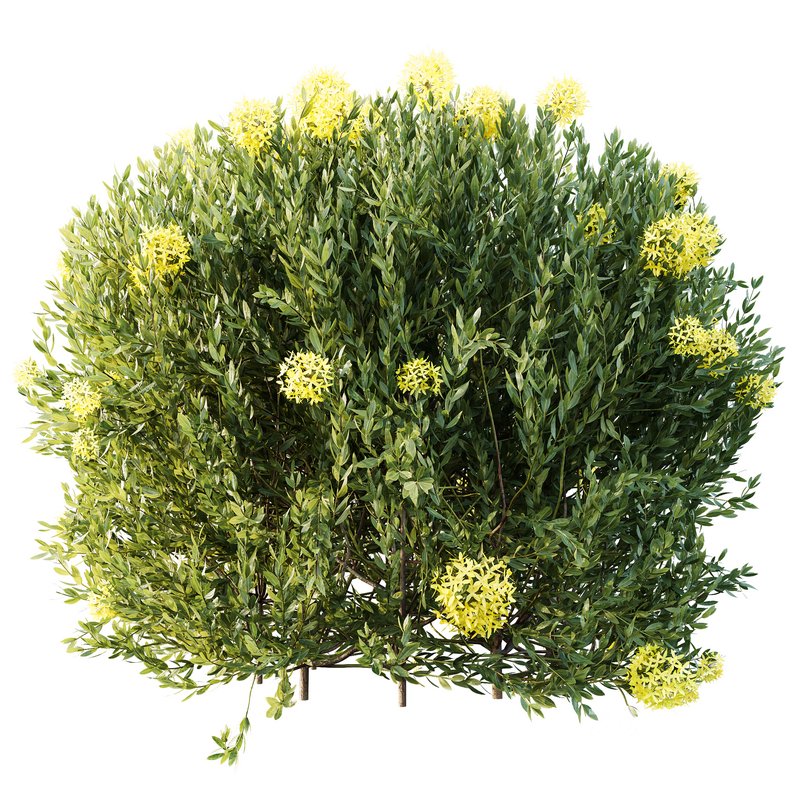 HQ Plants Ixora Jasmine Gardens Chinese Dwarf Coccinea Red Yellow Box Image 2