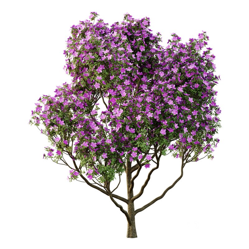 Tibouchina Semidecandra Tree05 Image 2