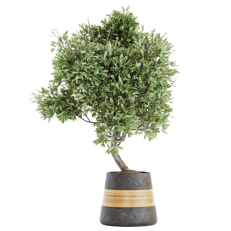 Plant Set 05 Image 2