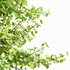 Real Tree Maidenhair Ginkgo Biloba Spring Summer - Thumbnail 2