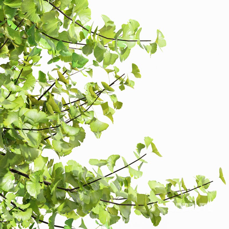 Real Tree Maidenhair Ginkgo Biloba Spring Summer Image 2