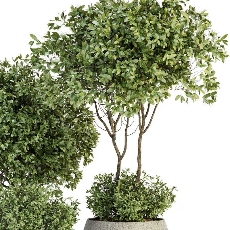 Indoor Plant Set 07 Image 2