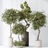 Indoor plants set 118 Bonsai Pinus Pentaphylla Thunbergii and Olive - Thumbnail 1