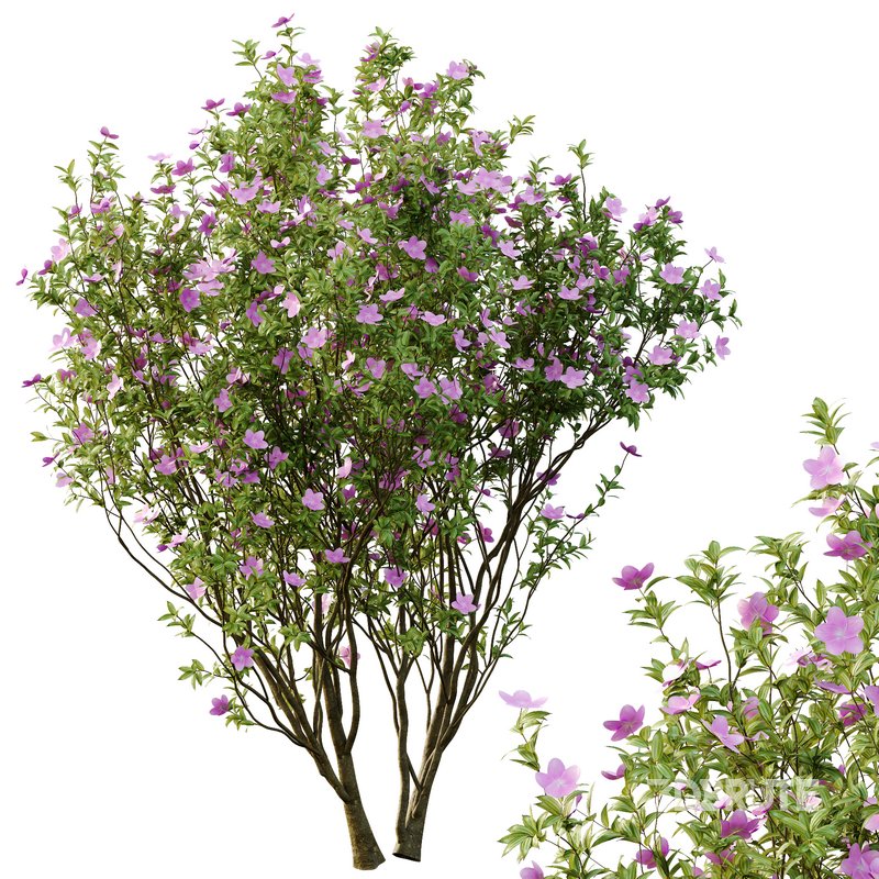 Tibouchina Semidecandra Tree06 Image 3