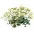 HQ Plants Alchemilla Mollis Vulgaris Flower Charming Lady Mantle - Thumbnail 2