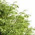 Real tree quercus serrata - Thumbnail 3