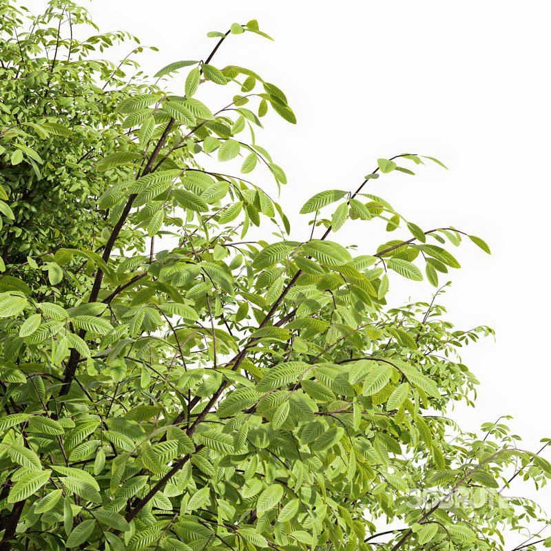 Real tree quercus serrata Image 3